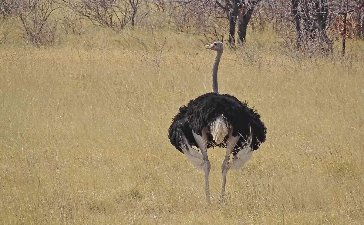Namibia_2022_17