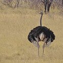 Namibia_2022_17