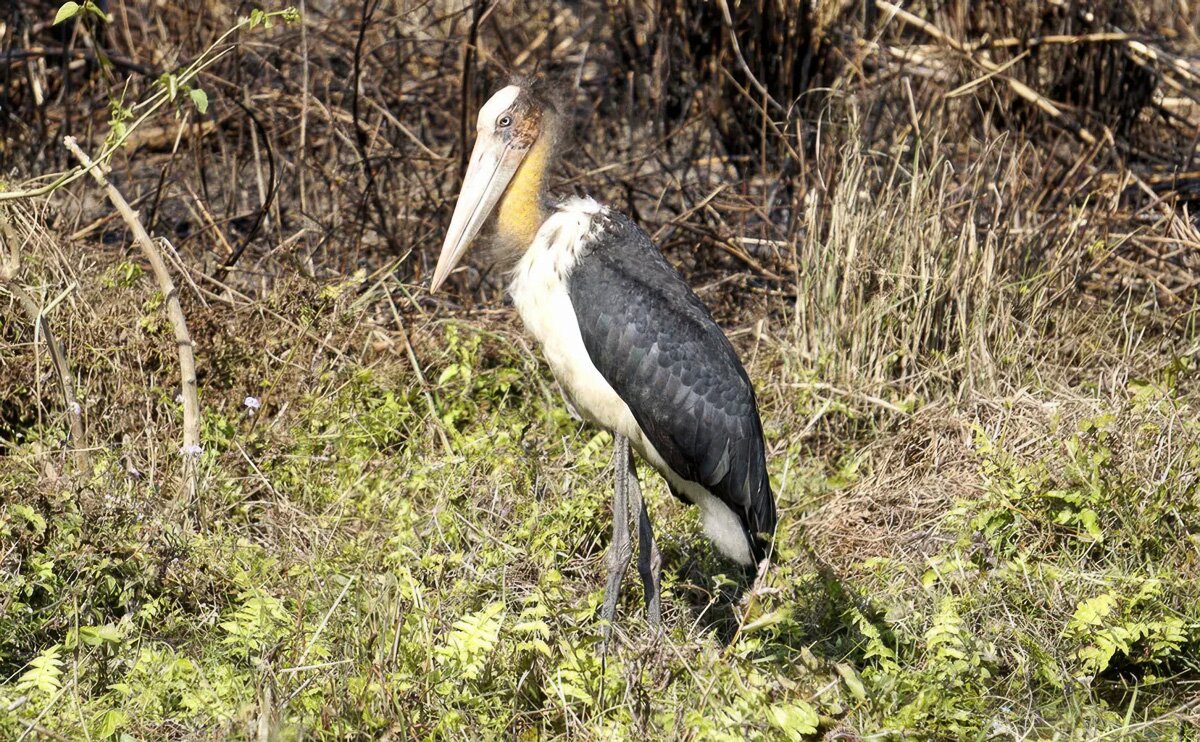 Nepal_2020_51