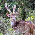 Nepal_2020_48